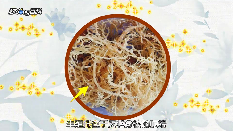 原来鹿角菜属长这样