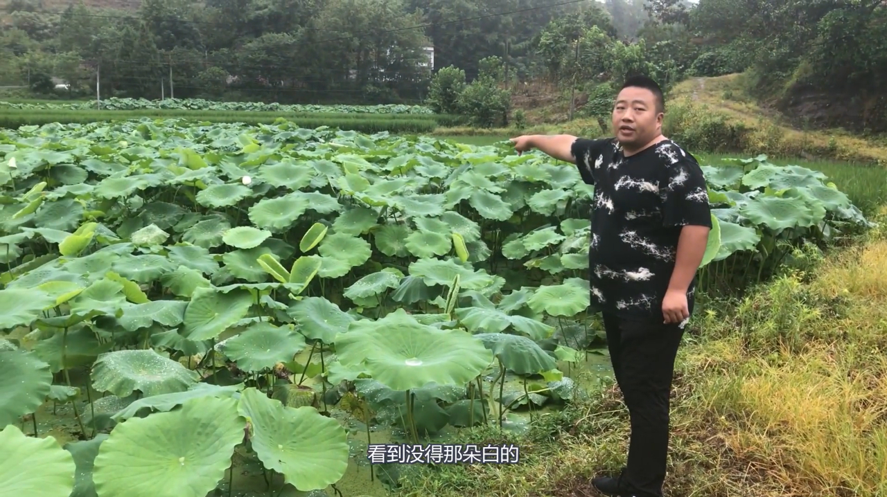 三幺哥到姑姑家玩,发现一口水井和姑姑家种的莲藕,莲花开了很香