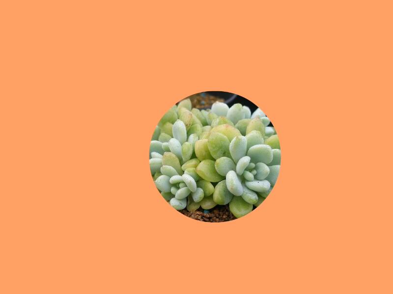 凝脂莲:为景天科,景天属的多年生草本多肉植物