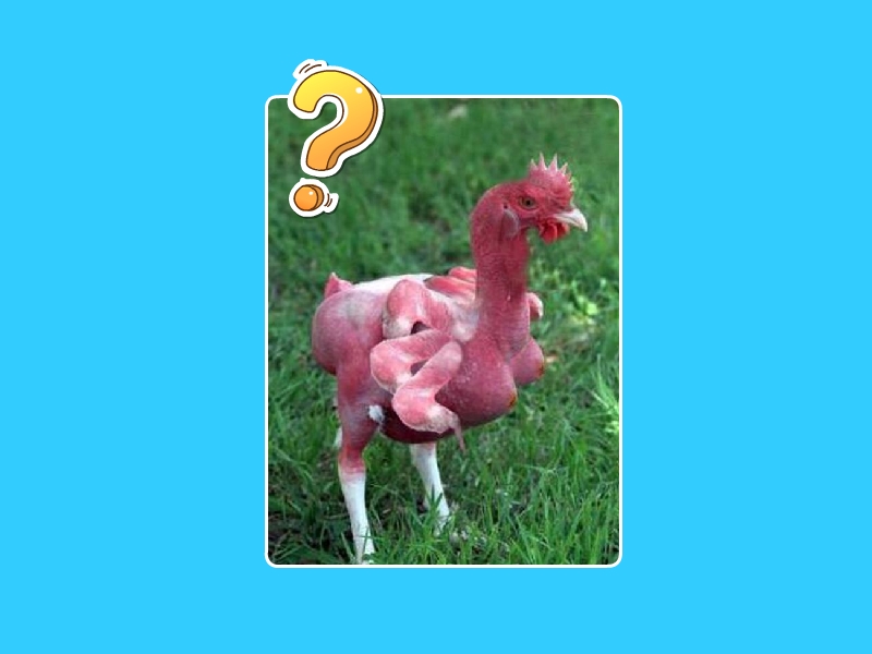六翅鸡:由于含有大量不明激素导致变异