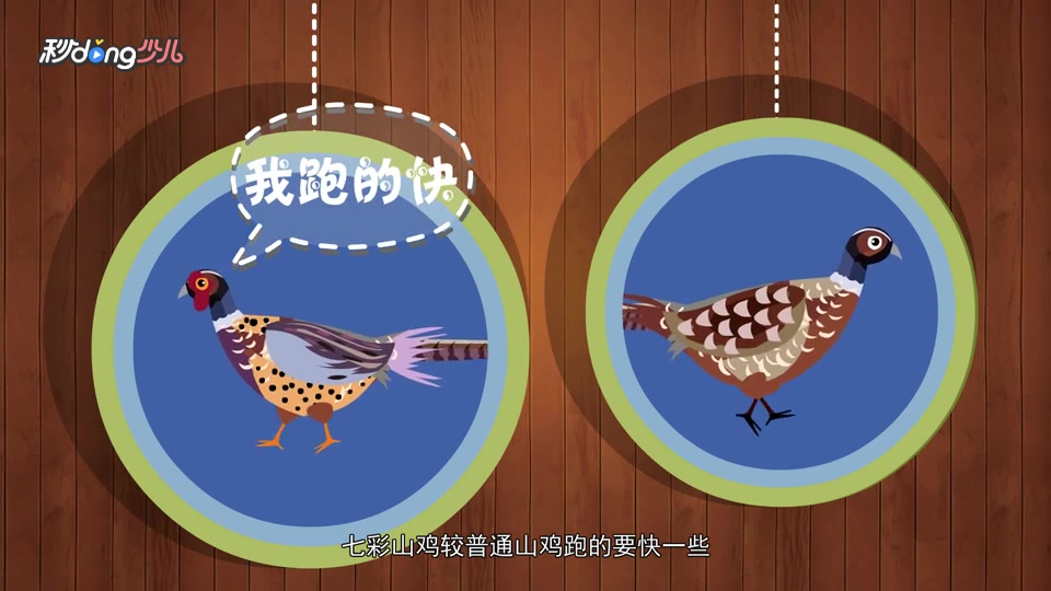山鸡与七彩山鸡有什么区别