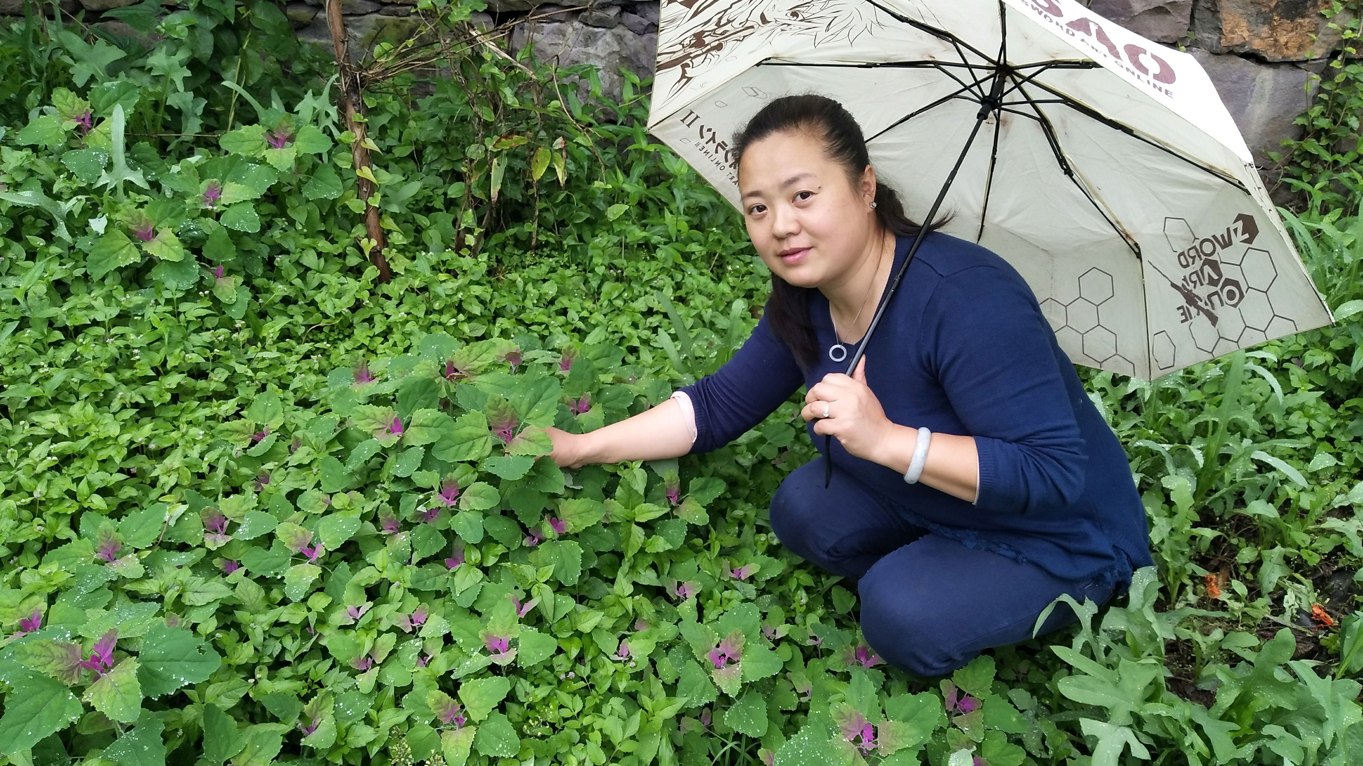 你吃过灰灰菜吗?让农村莽妹儿带你寻找野趣