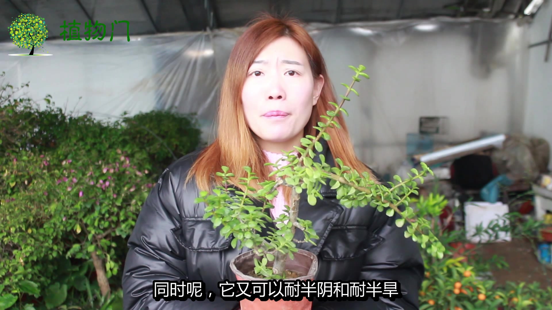 金枝玉叶怎么去养殖呢,盆栽的养殖方法,金枝玉叶盆景