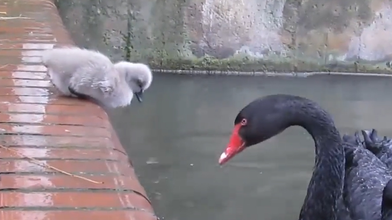 黑天鹅带孩子到水里游泳,有只小鹅胆小不敢下水,大鹅的举动暖心