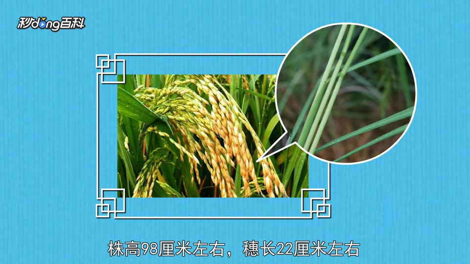 原来龙稻18长这样