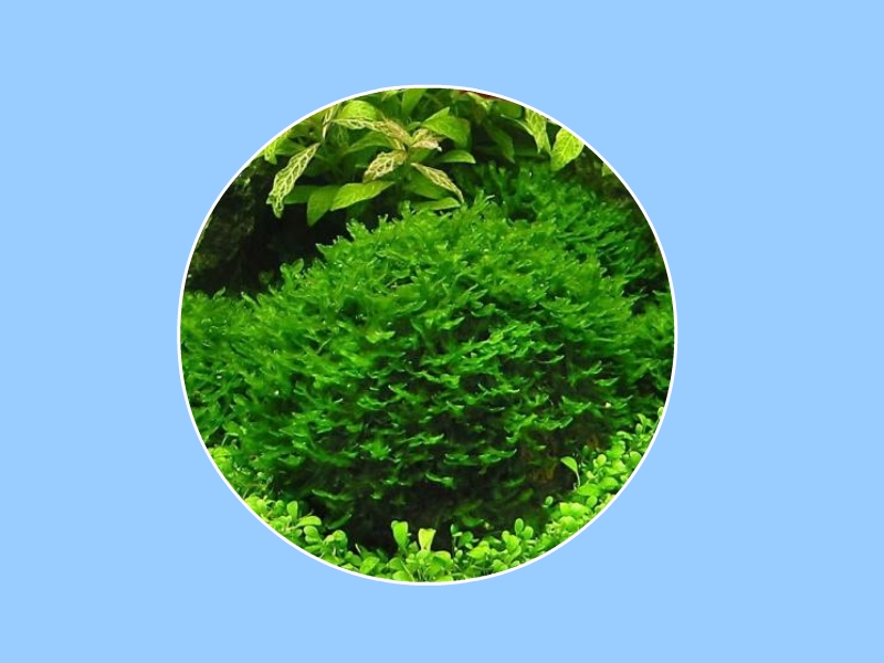 藻类:是原生生物界一类真核生物