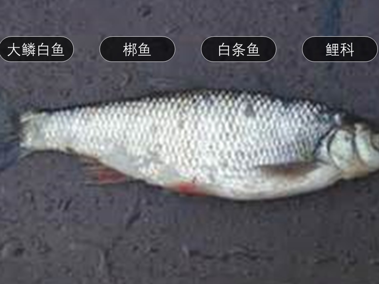 大鳞白鱼:为辐鳍鱼纲鲤形目鲤科白鱼属的鱼类