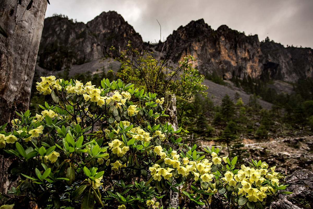 迪庆州幼师民族中等专业学校2021年招生条件是什么