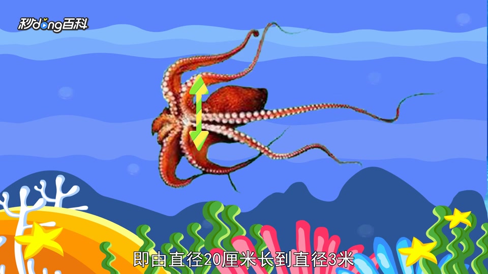 「秒懂百科」原来太平洋章鱼长这样
