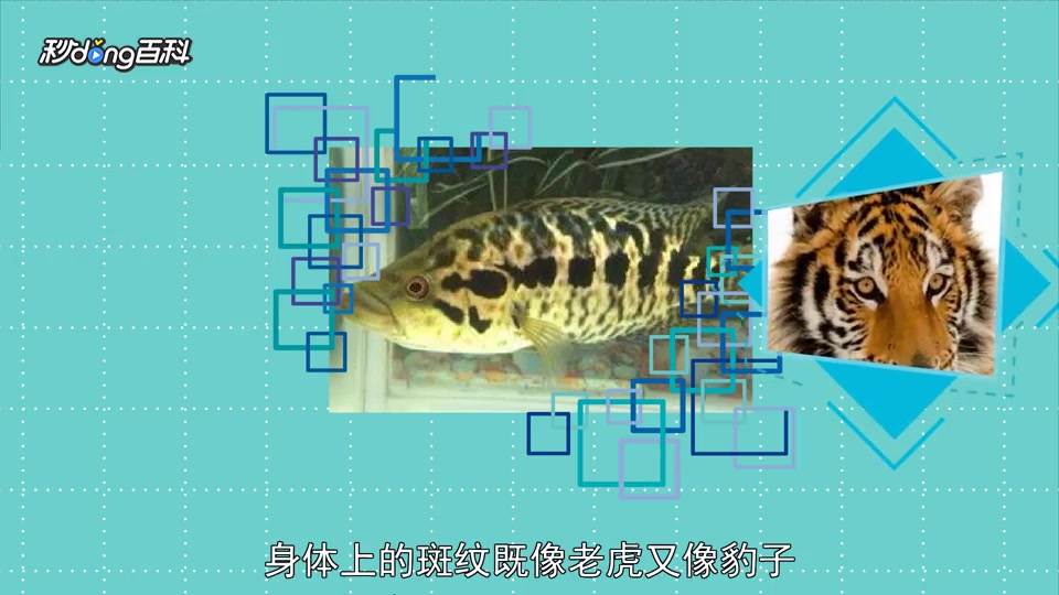 「秒懂百科」原来花老虎鱼长这样