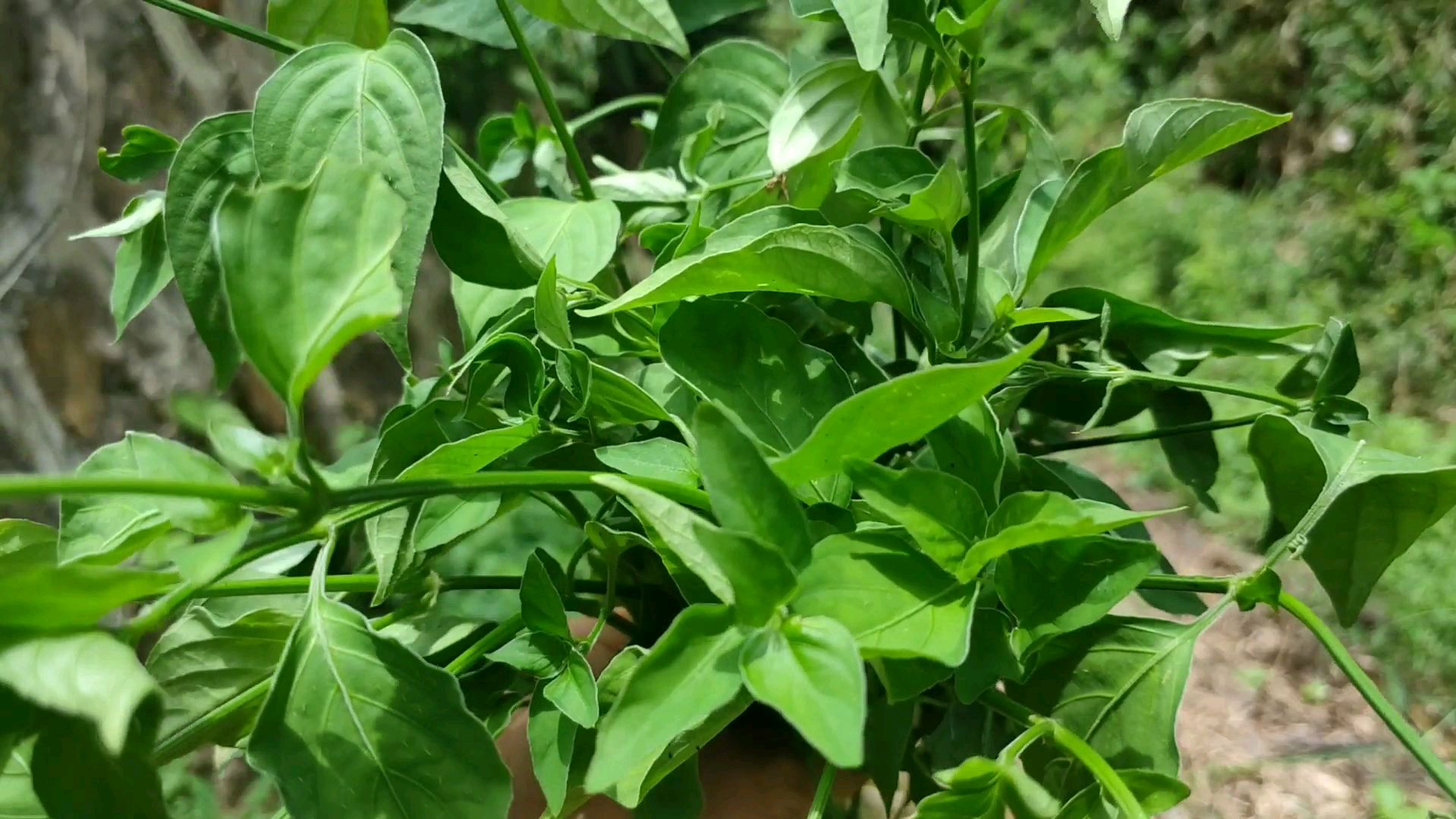 路边常见的狗肝菜, 原来有这么好功效。