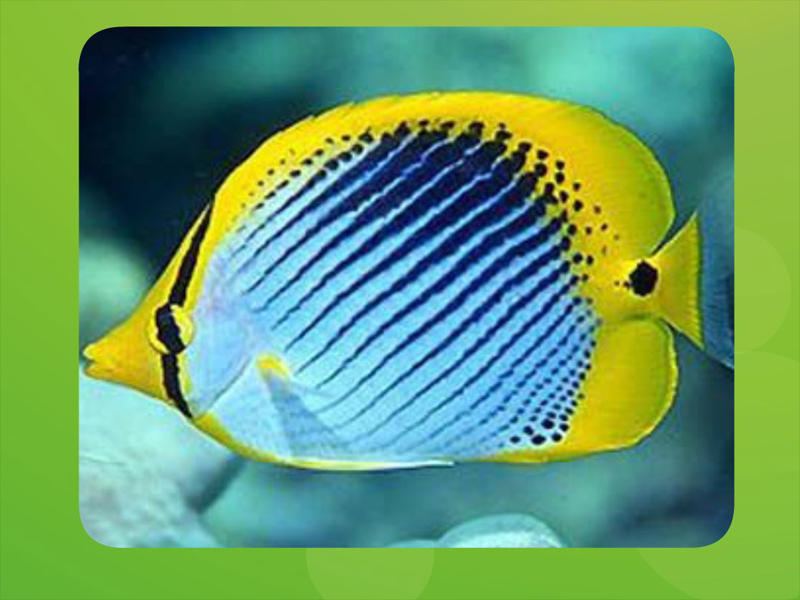 原来美蝴蝶鱼长这样