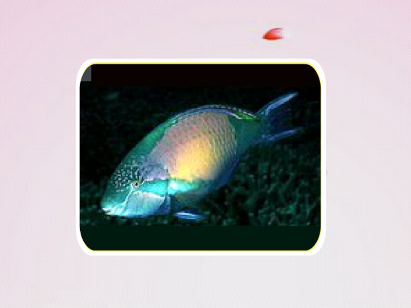 原来爪哇鹦哥鱼长这样