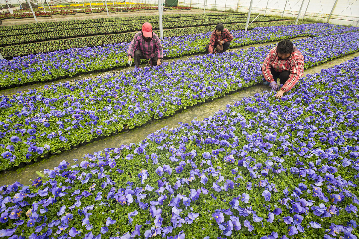 大理农业学校地址在哪里