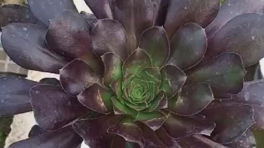 圆叶黑法师其实很好繁殖,种在盆里就能发满侧芽!