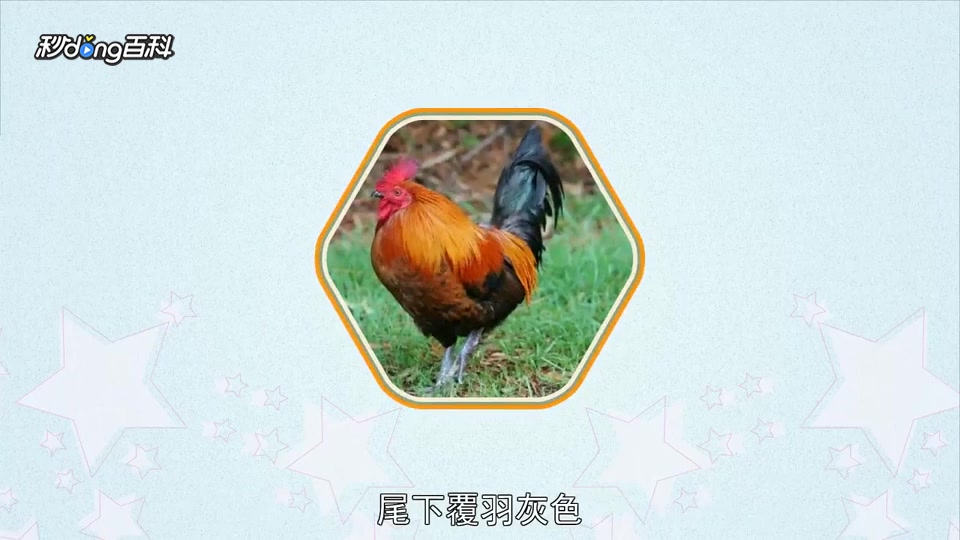 原来原鸡海南亚种长这样
