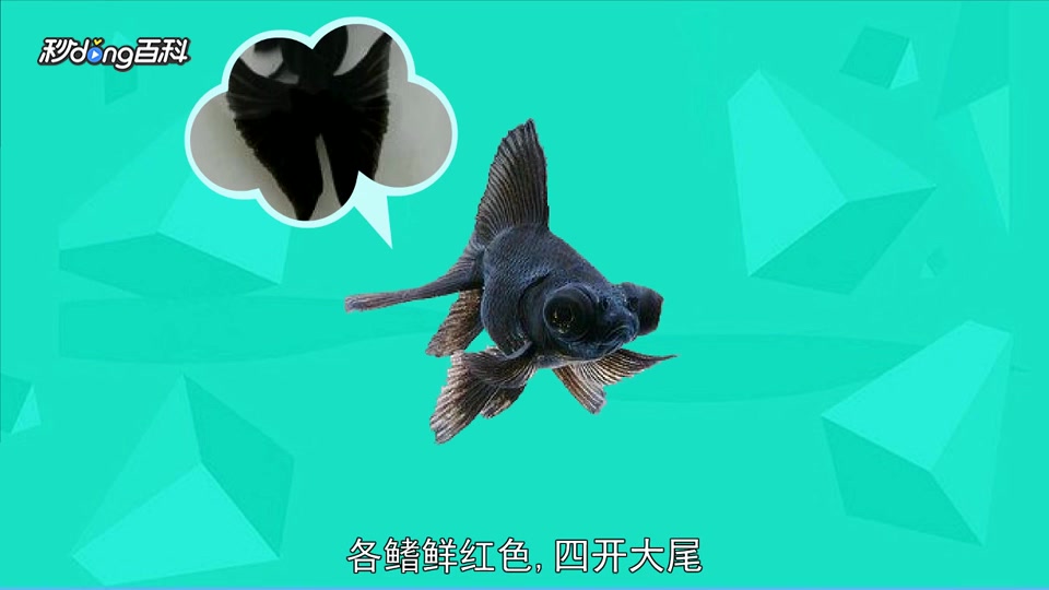 原来黑龙晴金鱼长这样