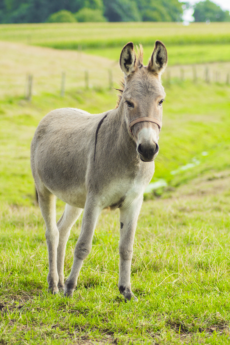 donkey