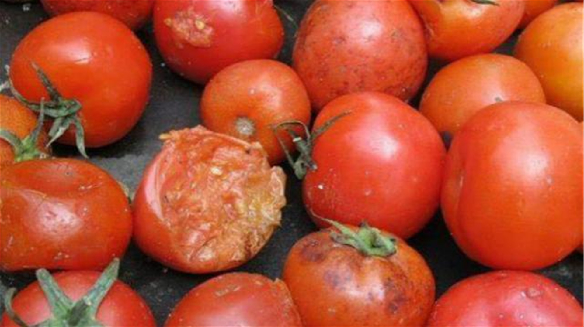 烂掉的西红柿别急着扔,特别“值钱”,懂的人还不多,快告诉家人