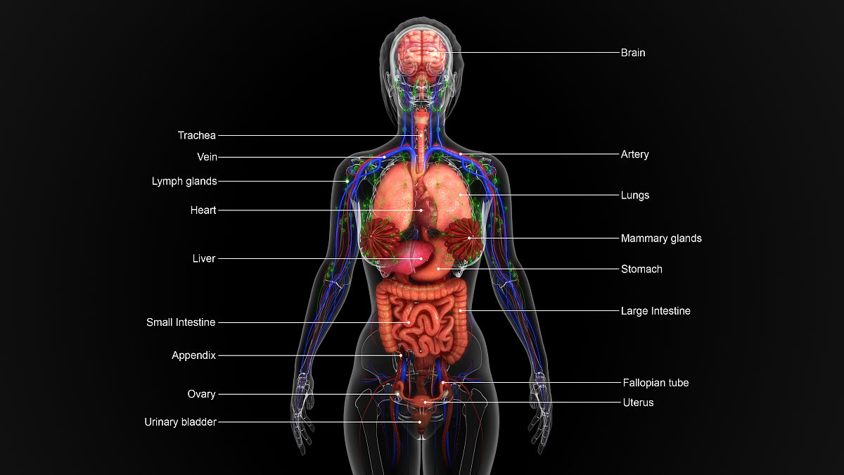 人只剩一个心脏能活吗？