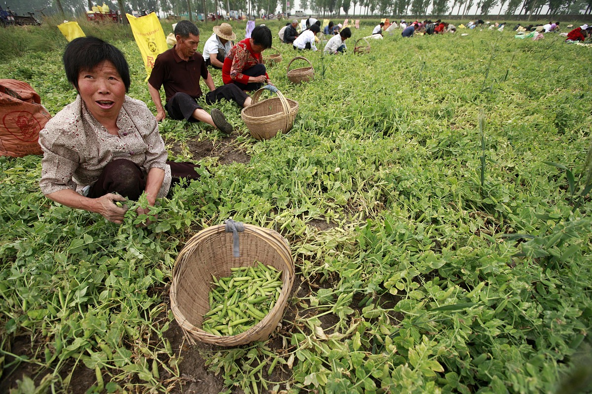 农转非后农村责任田如何管理？