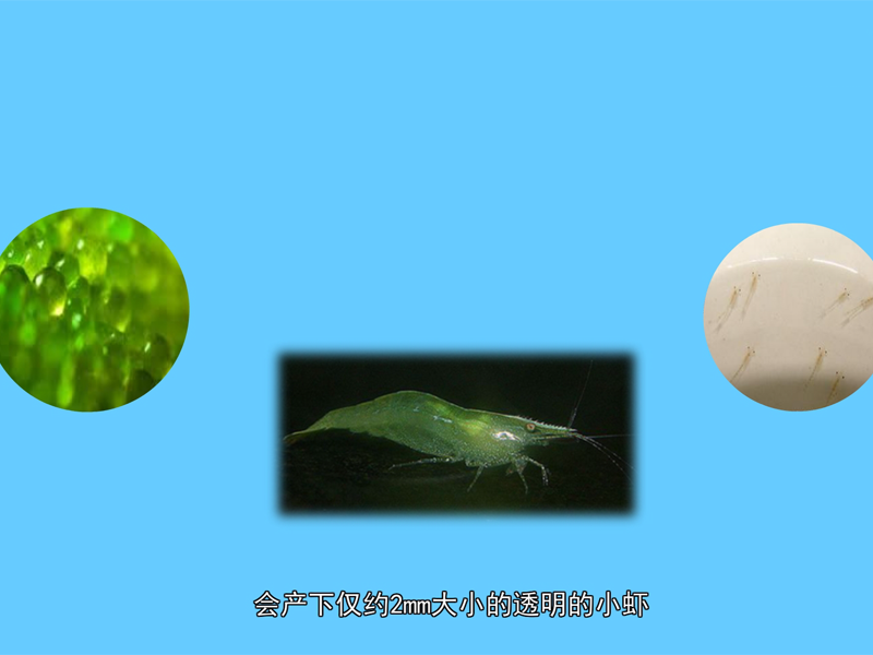 绿晶虾:长臂虾科,全身绿色