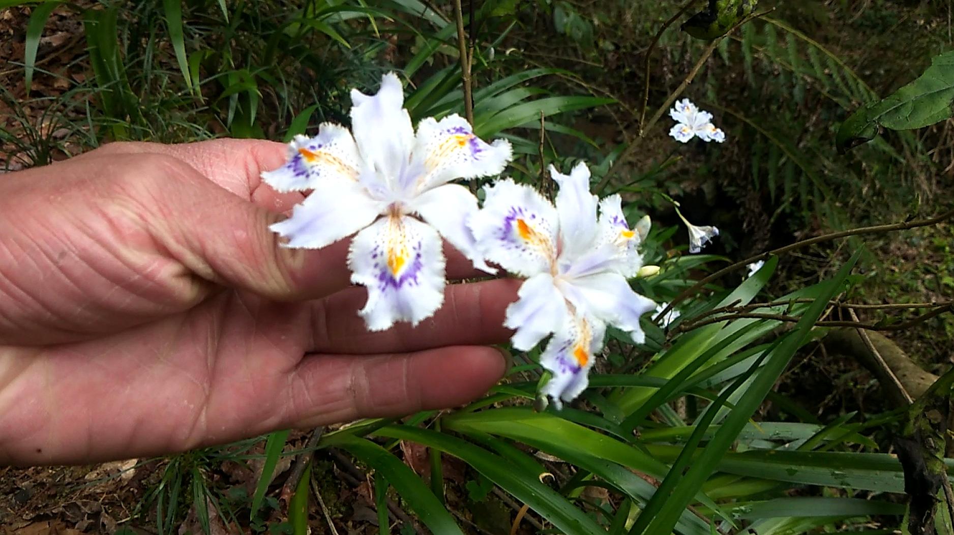 [图]阳春三月春暖花开,深山里这种非常漂亮的花朵,很适合做盆景