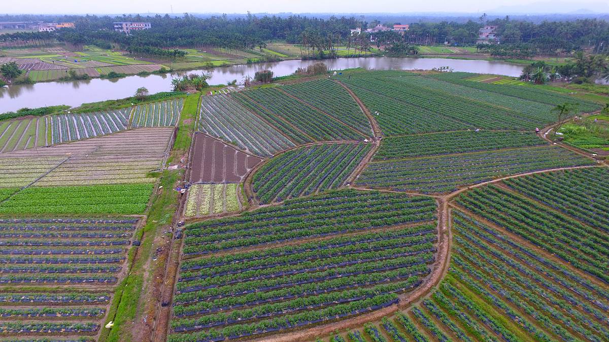 儋州、洋浦农业投资考察调研：聚焦国内上市公司发展机遇