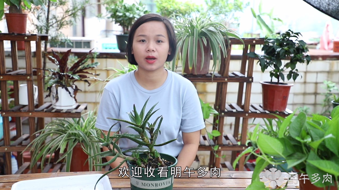 给多肉植物芦荟进行扦插繁殖,真的太简单了,1盆变10盆