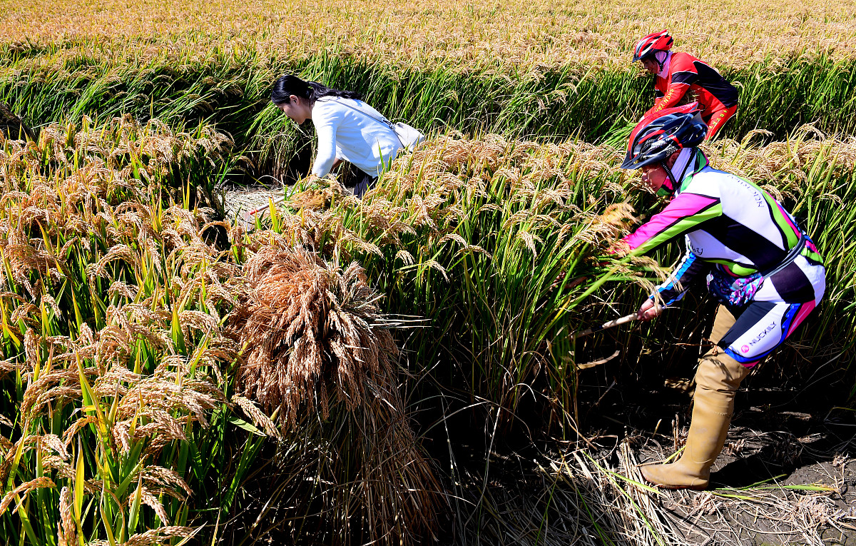 旅游公司为游客提供不同的服务组合游客可以根据自己的实际情况选择不同的组合。运营所学的有关理论分析旅游公司这样做的原因与意义
