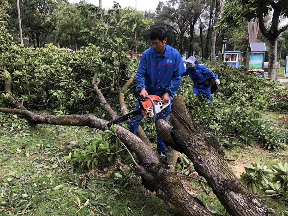 修剪树木如何树根的影响