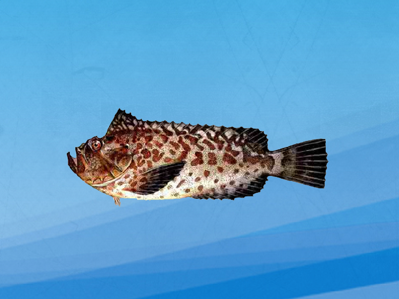 原来虻鲉长这样