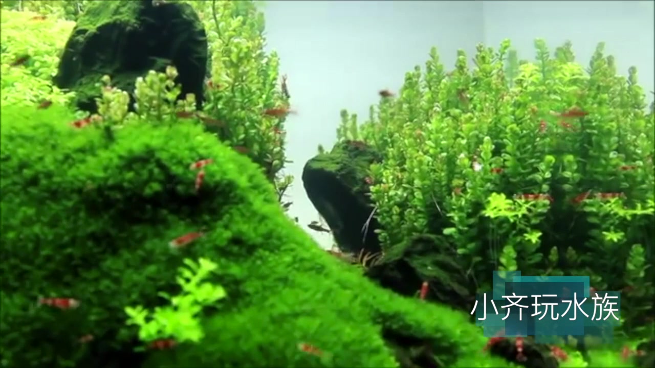 这是一个绿油油的大水晶虾缸