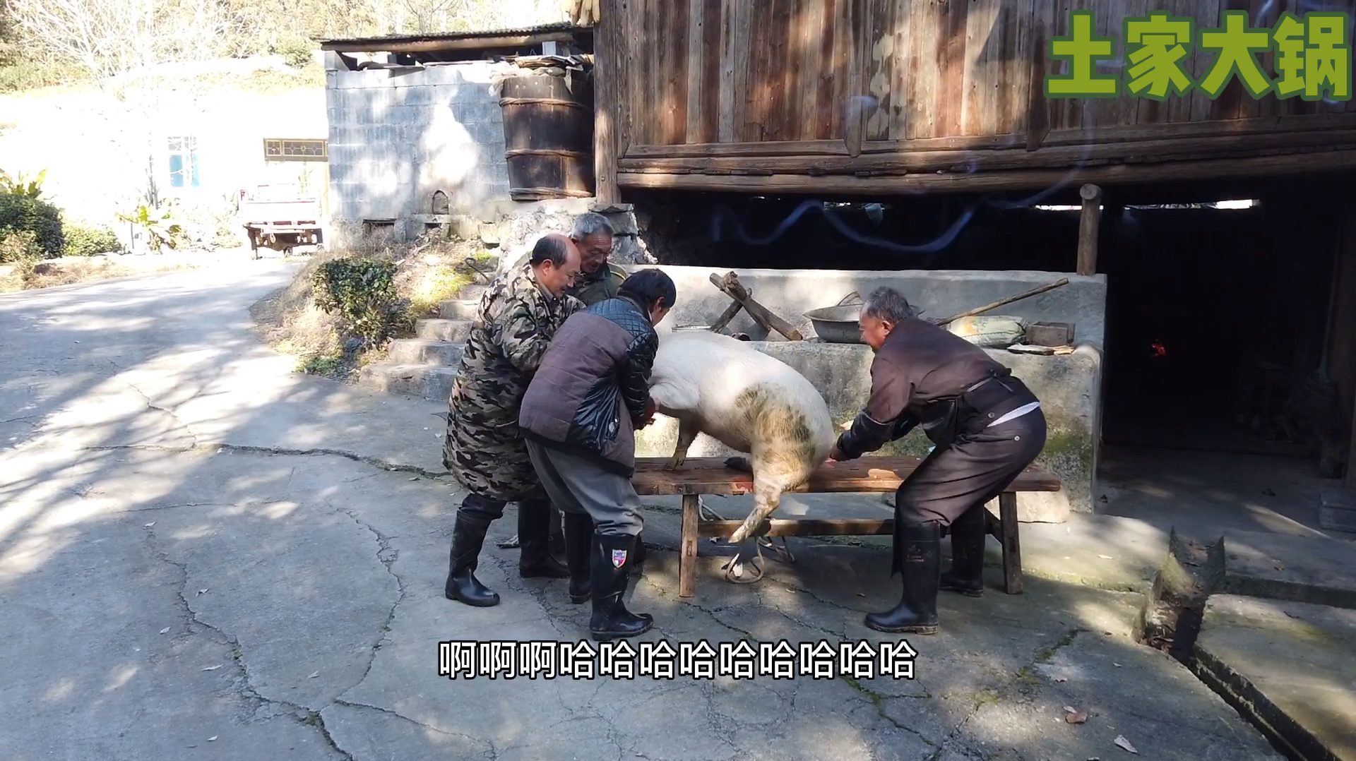 小伙去农村买土猪,一头小猪才120多斤肉,这样的猪肉好吃吗?