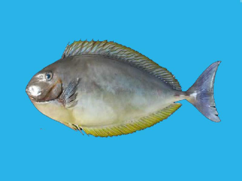 原来六棘鼻鱼长这样