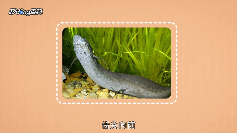 原来肺鱼长这样