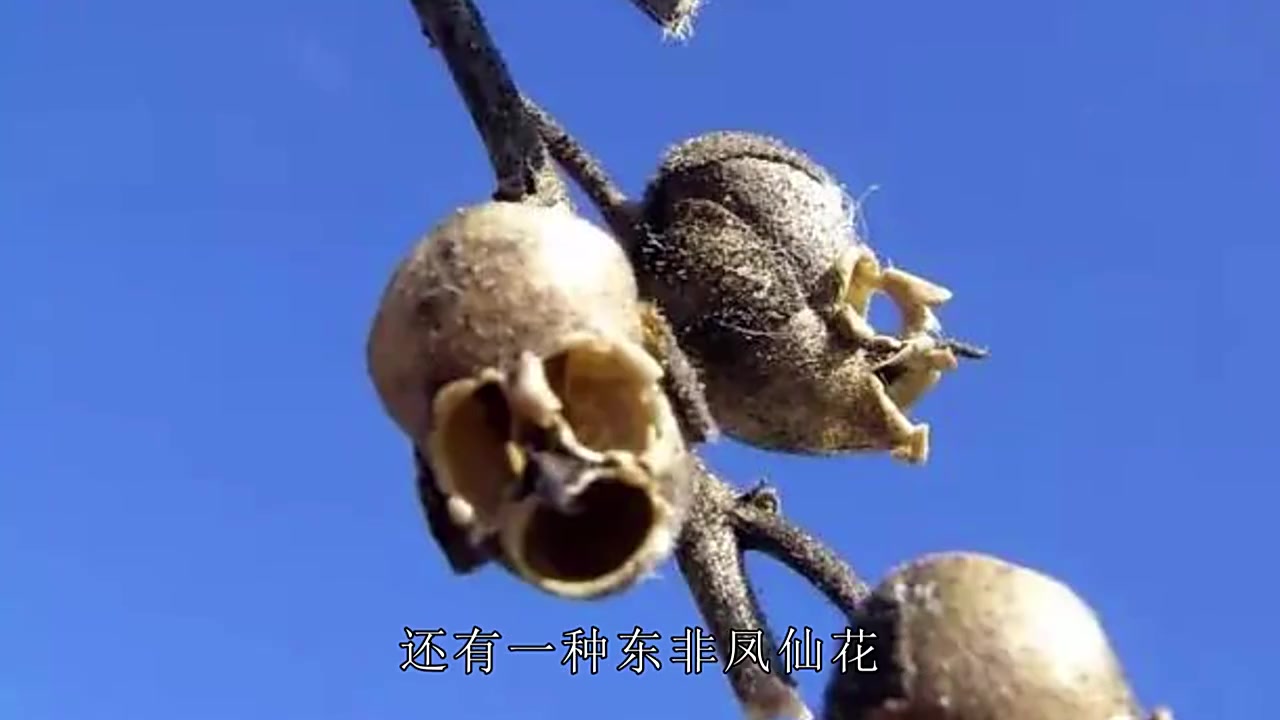神奇的大自然,植物凋谢后挂满骷髅头,还有开花开出猴脸的