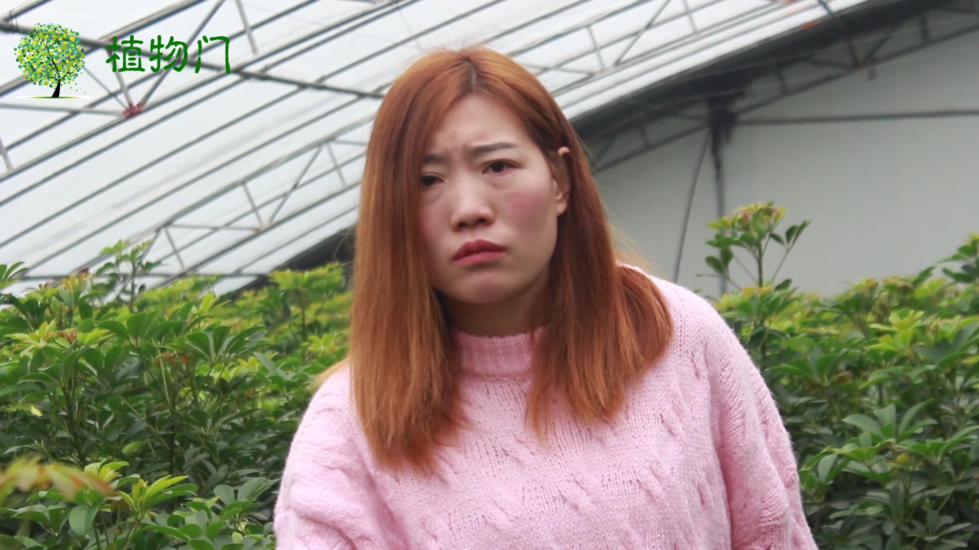 鸭掌柴和发财树怎么区分,它们有哪些不同,养殖花卉