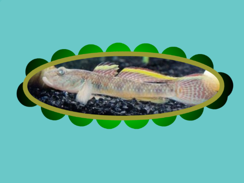 原来这就是中国单色虾虎鱼