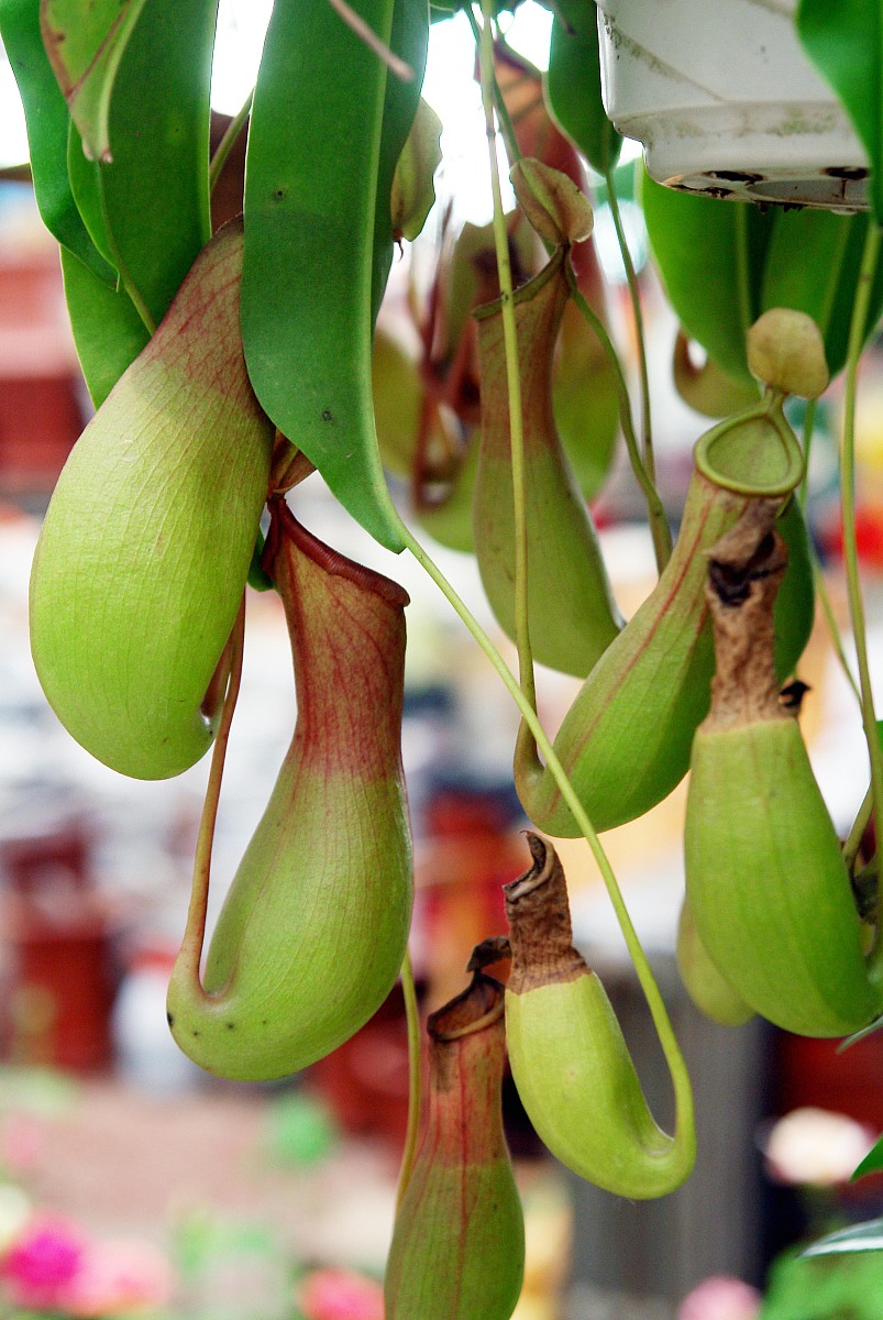 腐生食虫植物是否可被同时视为生产者、消费者和分解者？是的腐生食虫植物可以被视为同时具有生产者、消费者和分解者的特征。 作为生产者它们能够通过自身光合作用产生能量和有机物质。 作为消费者它们能够捕食其他生物如昆虫或小型动物获取能量和营养物质。 作为分解者它们能够分解和吸收在它们捕获的猎物中的有机物质并将其用于自身生长和维持生命。 因此腐生食虫植物可以同时被视为三种生态角色的组合体。那么是否有这种植物