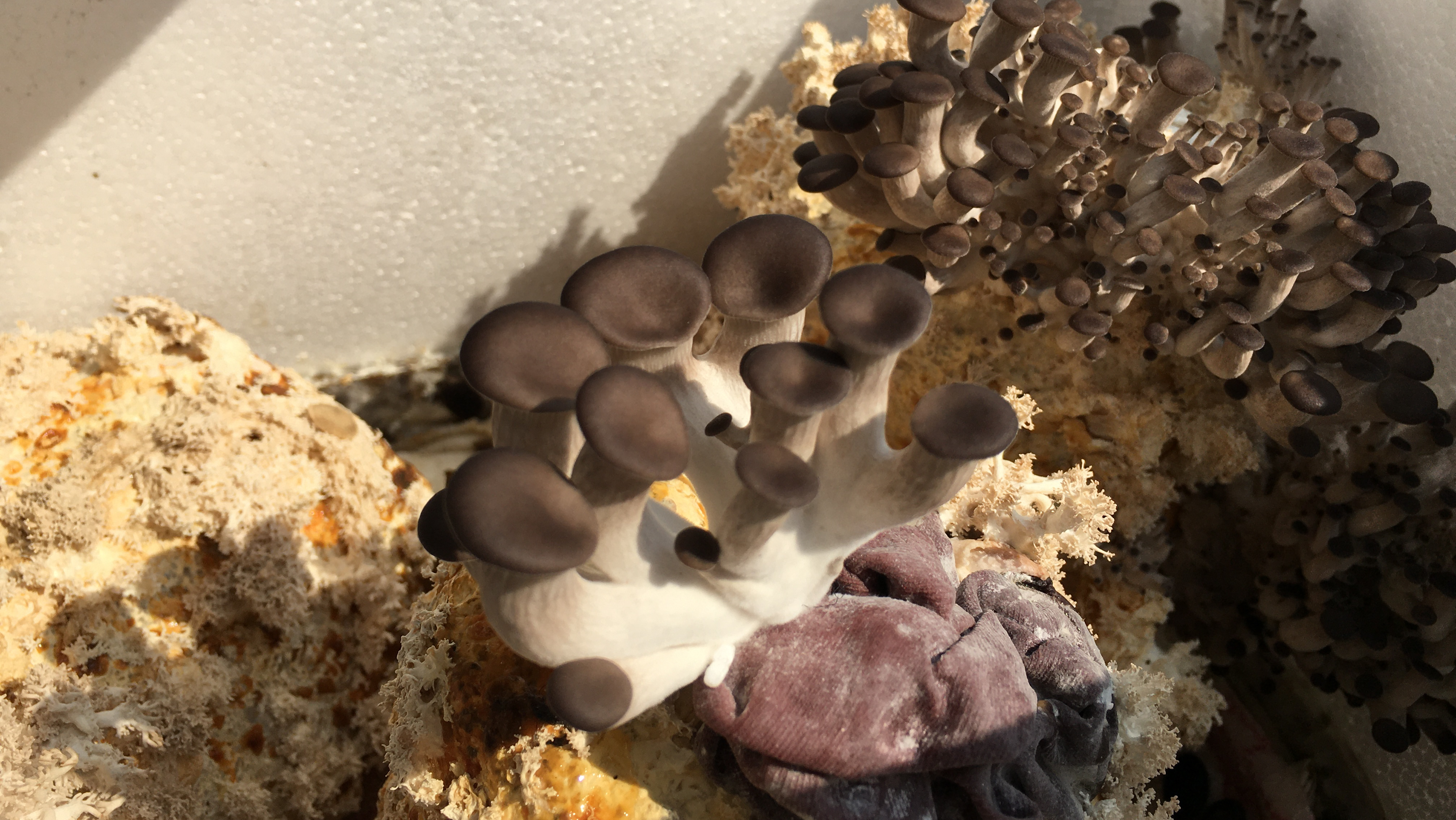 农村人的日常,晒菜干顺便看下种的平菇,长得真好