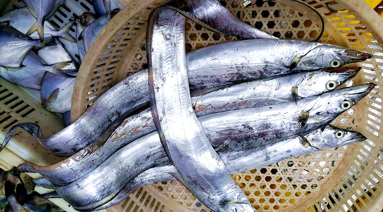 现在科技这么发达,带鱼能够实现人工养殖了吗?