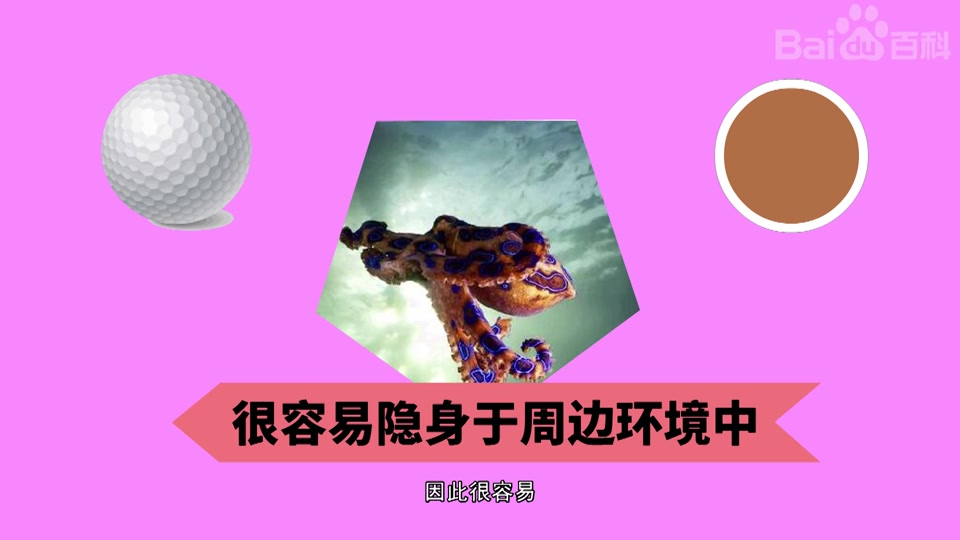 快速了解蓝环章鱼