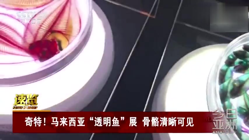 奇特!马来西亚“透明鱼”展 骨骼清晰可见