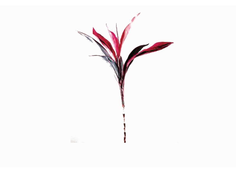红叶朱蕉:属于朱蕉,原名铁树