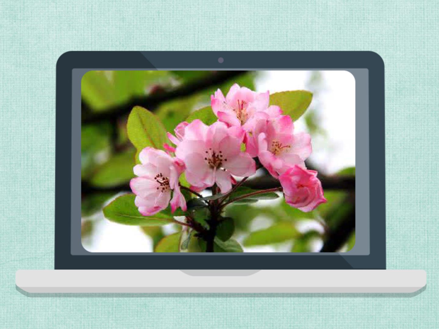 原来西湖海棠长这样