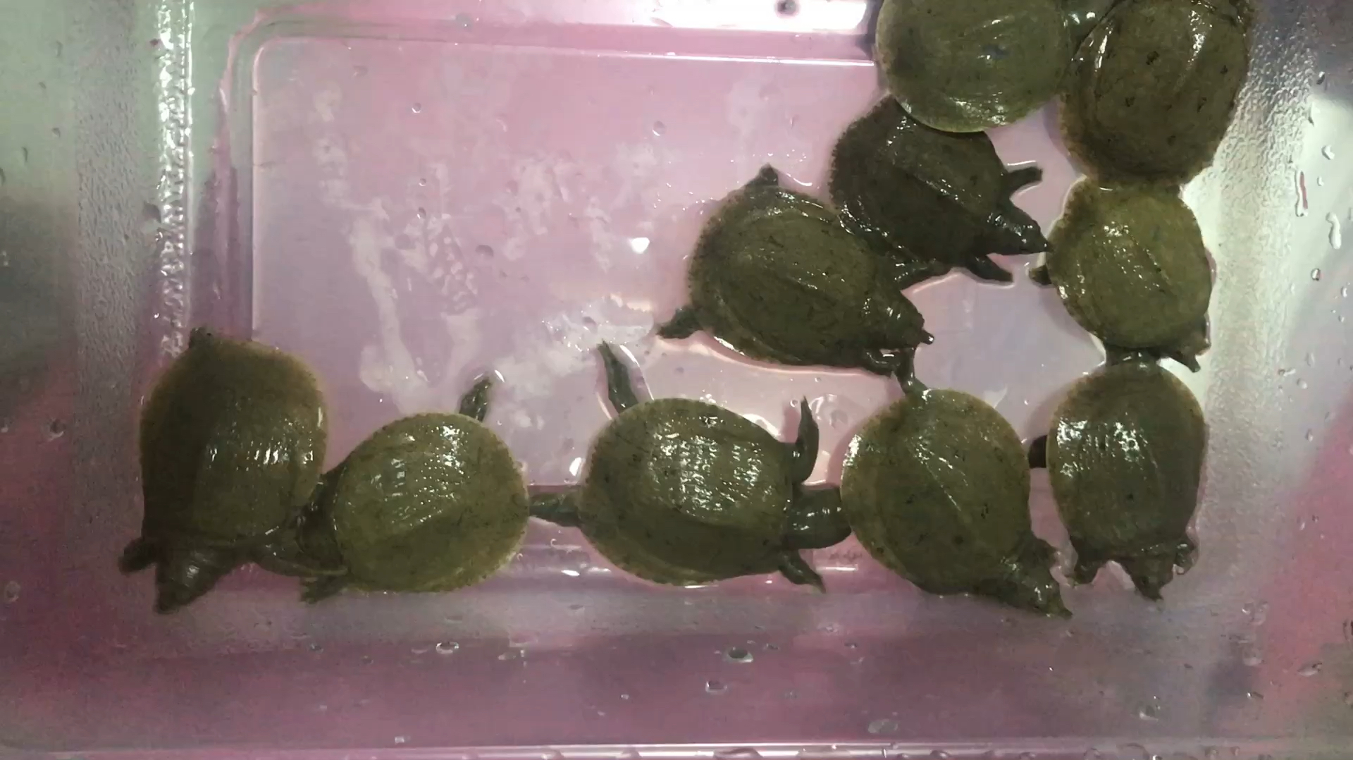 放一起就能看出来有只小甲鱼不爱吃东西营养不良,颜色不一样