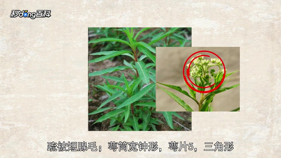 一分钟了解赶黄草