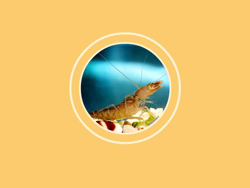 原来卡达虾长这样