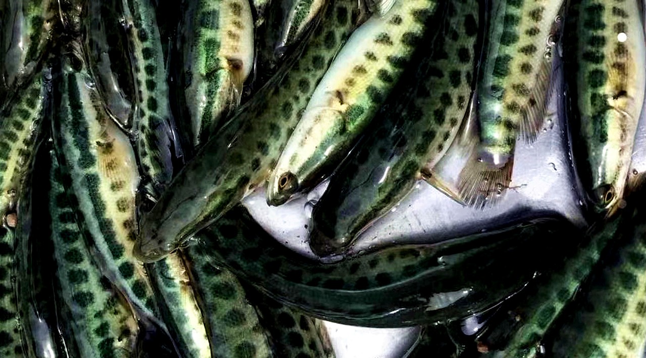 黑鱼又叫做“孝鱼”,这外号到底是怎么样来的呢?